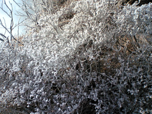 由布岳の樹氷