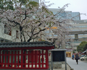 警固神社の桜