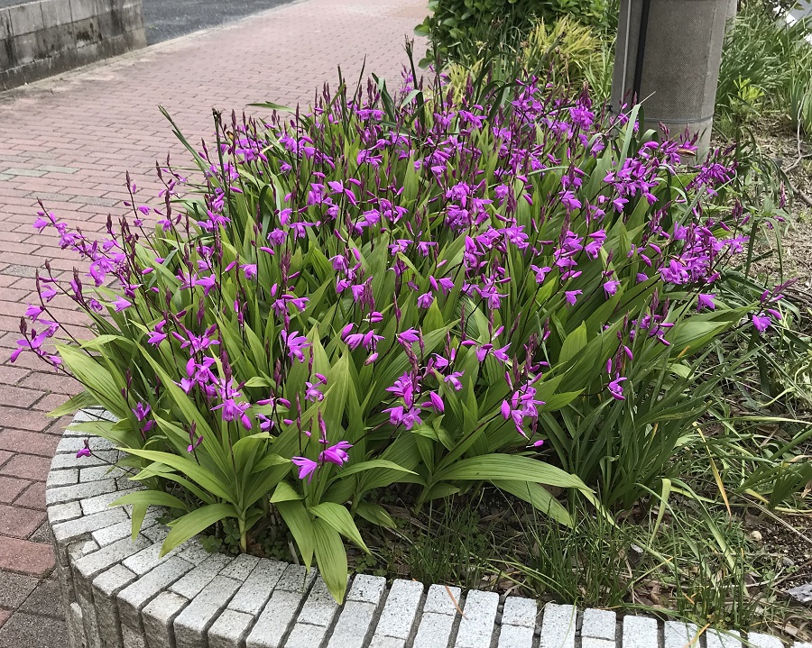 紫蘭が美しい