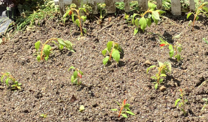 ケイトウを地植えへ