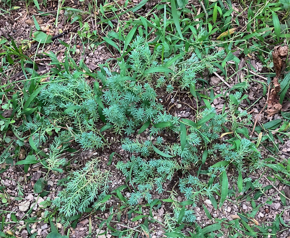 頂き物のセダムが雑草に埋もれて