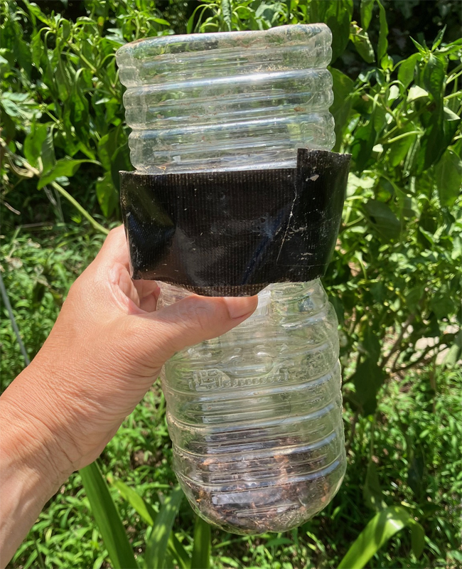 カメムシ捕獲器をペットボトルで自作