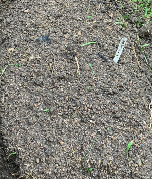 ジャガイモを植え付けてみた