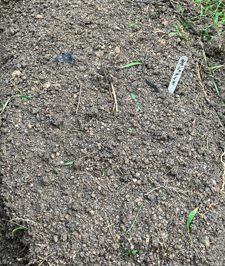 ジャガイモを植え付けてみた
