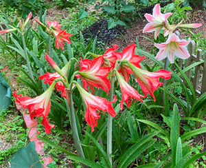 アマリリスが花咲き始めました