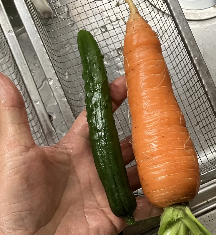 人参とキュウリ、キュウリはモロキュウで