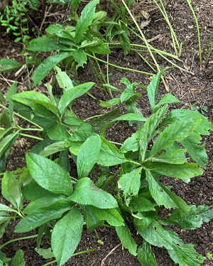 クリスマスローズを移植