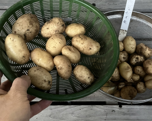 秋ジャガイモは・・・残念 秋ジャガイモは・・・残念