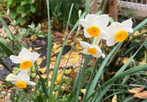 スイセンが咲き始めた