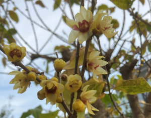 今年もロウバイが花を咲かせ始めました
