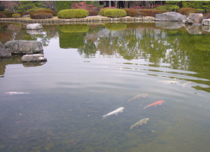 日本庭園（福岡市大濠公園）の鯉