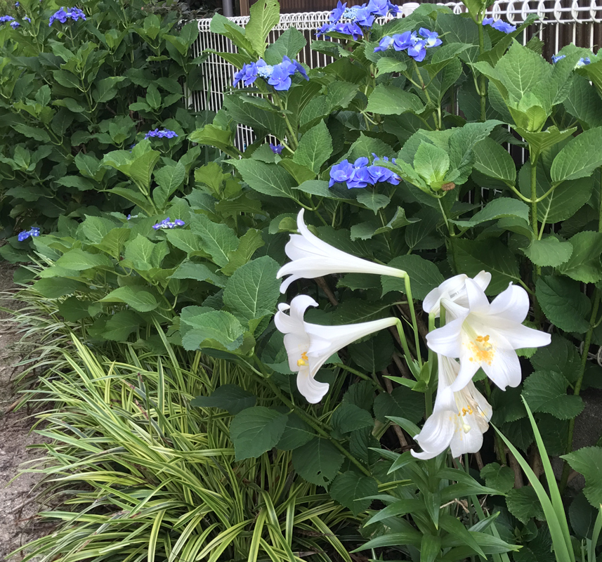 ユリとアジサイ開花