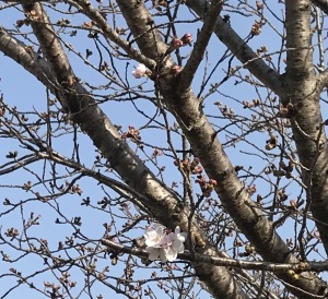 今年も桜を見れそう