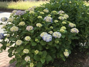 さわやかな初夏のアジサイ、でもＣＯＶＩＤ１９の第２波が・・・