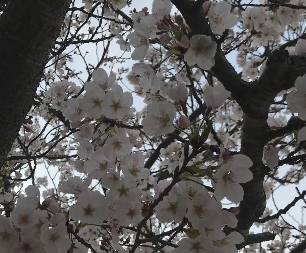 桜の花で花見をする理由は・・・