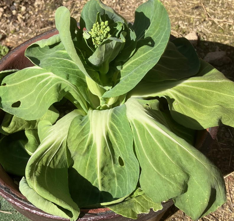 チンゲンサイに花芽が・・・