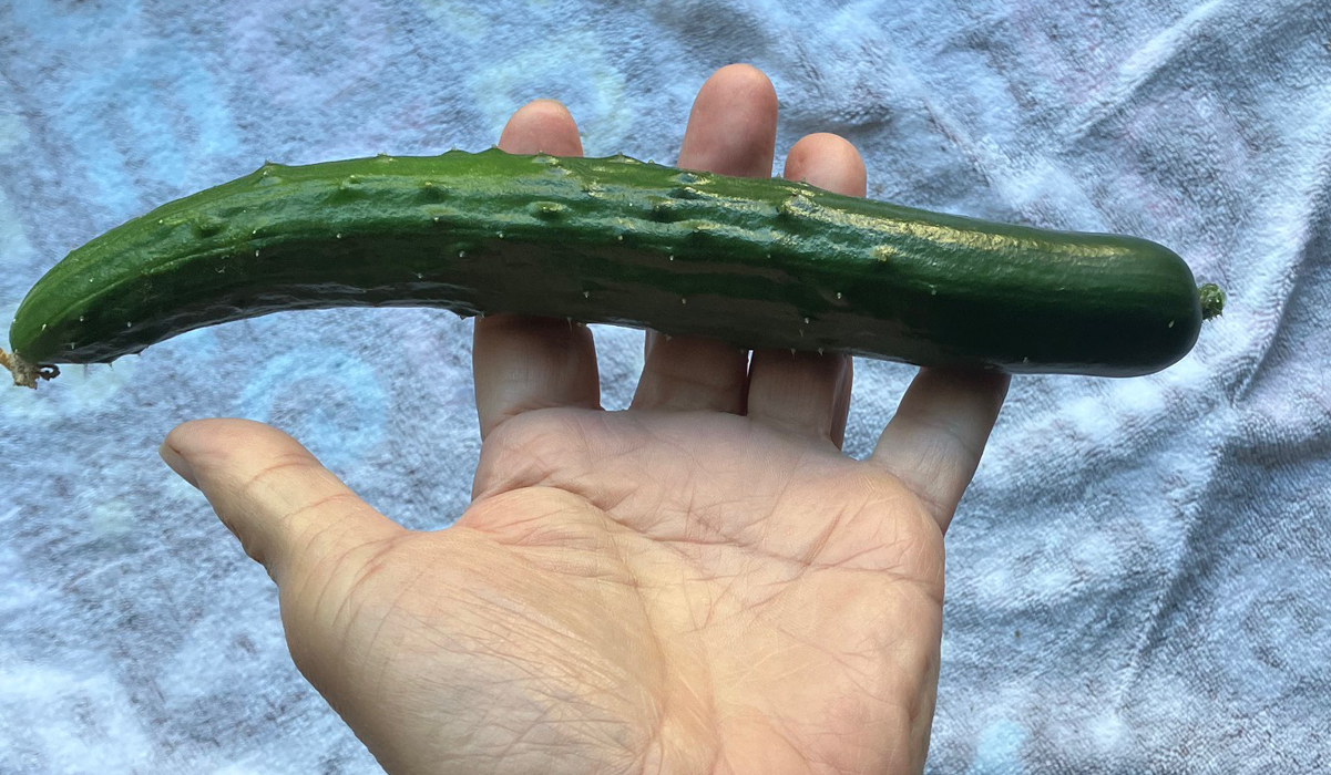 キュウリ初収穫