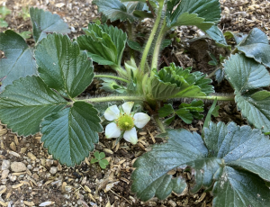 イチゴの花が咲き始めた